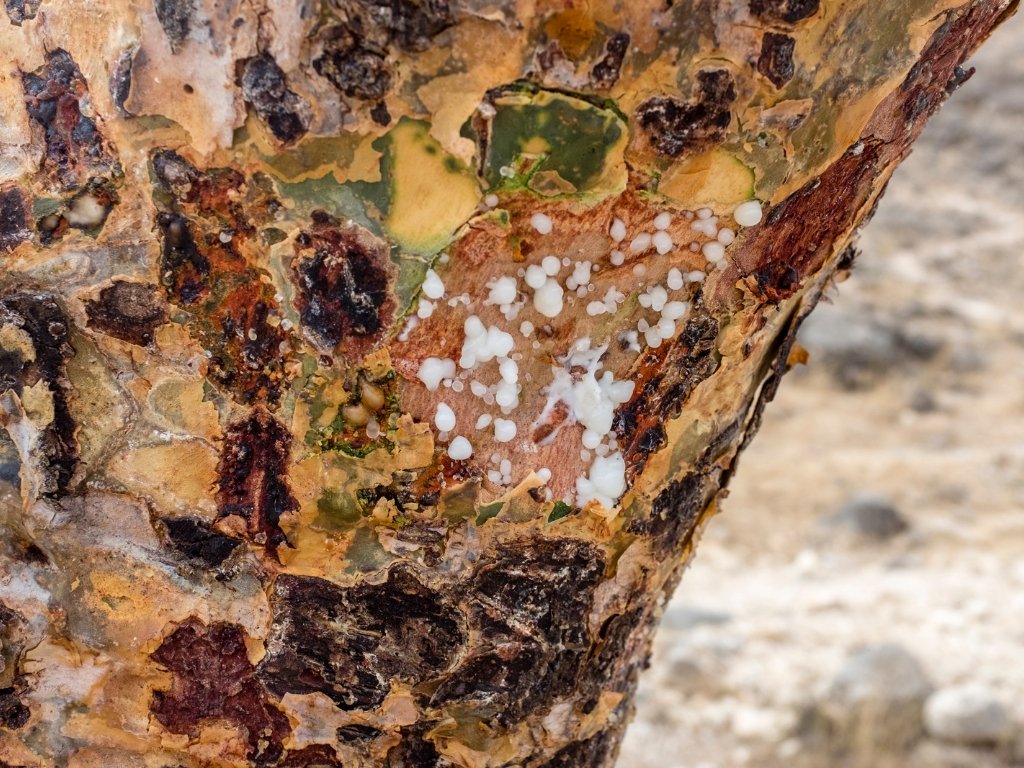 Omani frankincense tree. 