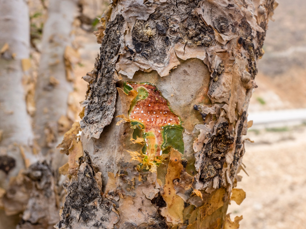Frankincense tree.