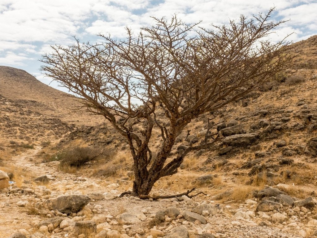 Omani frankincense tree.